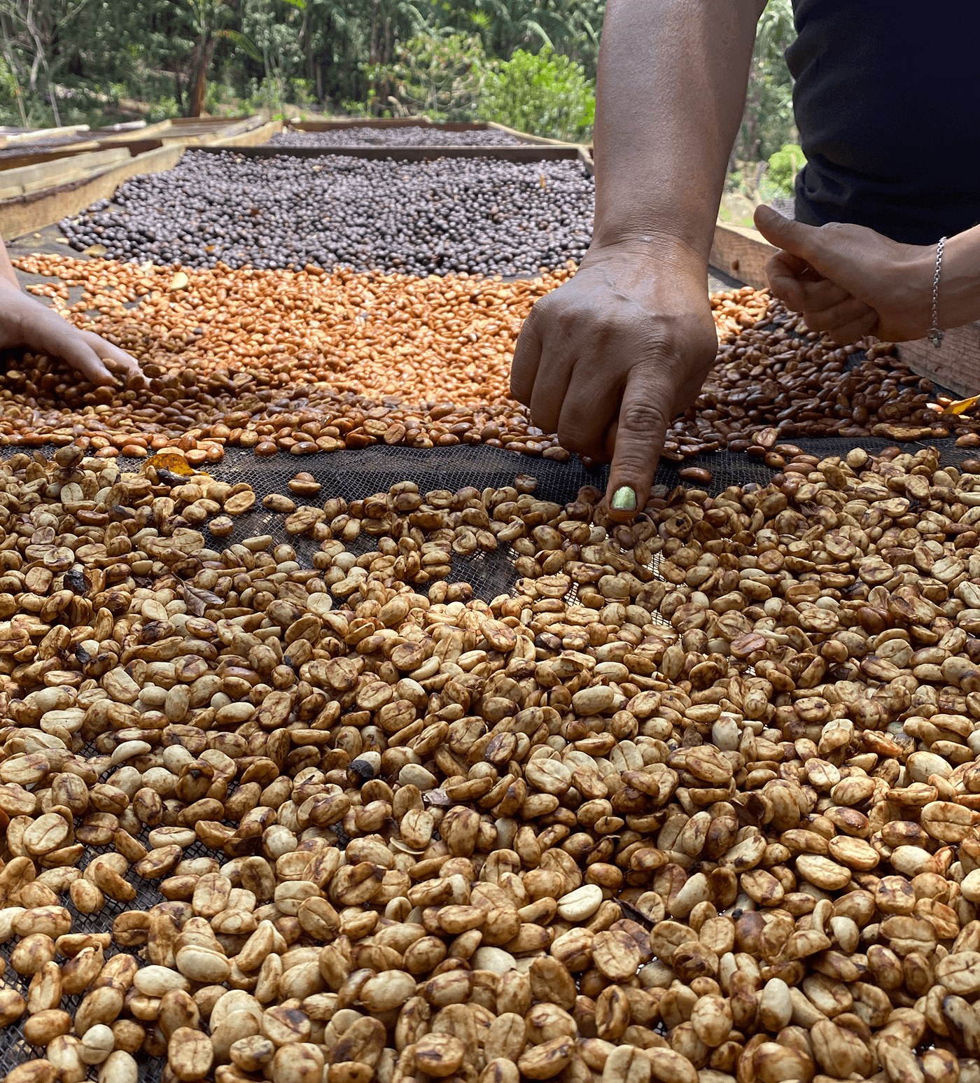 Verve Coffee Roasters - La Nueva Montana Maracaturra Farmlevel Reserve - Producer Image