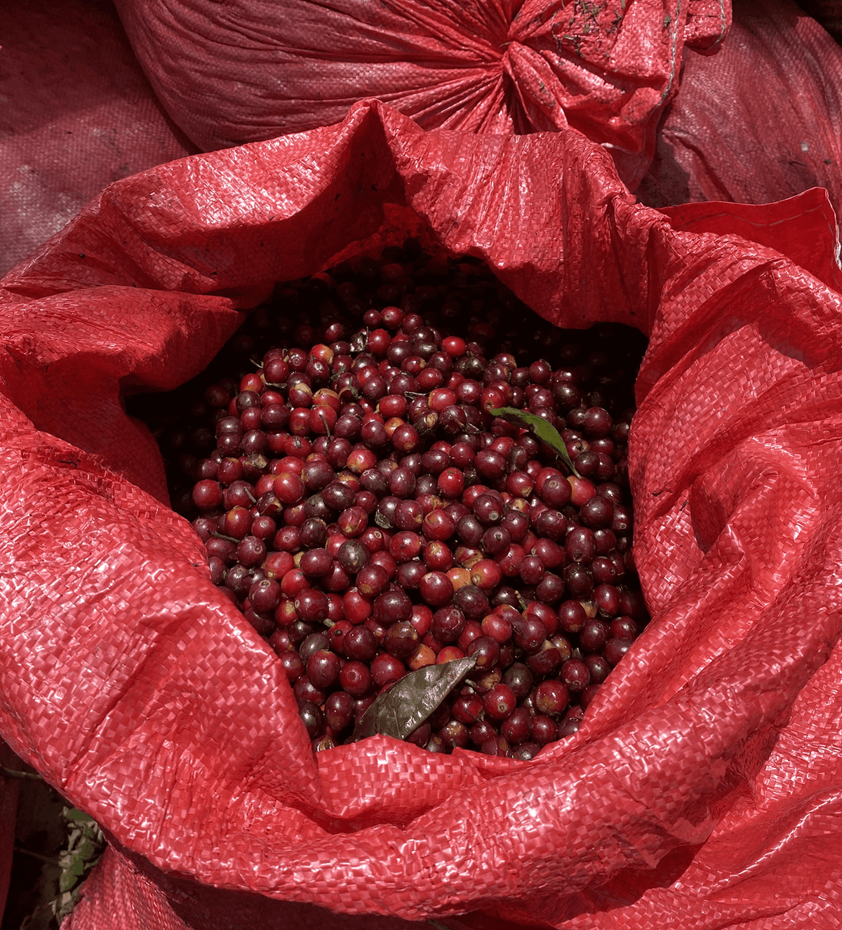 Verve Coffee Roasters - La Nueva Montana Natural Farmlevel Reserve - Producer Image