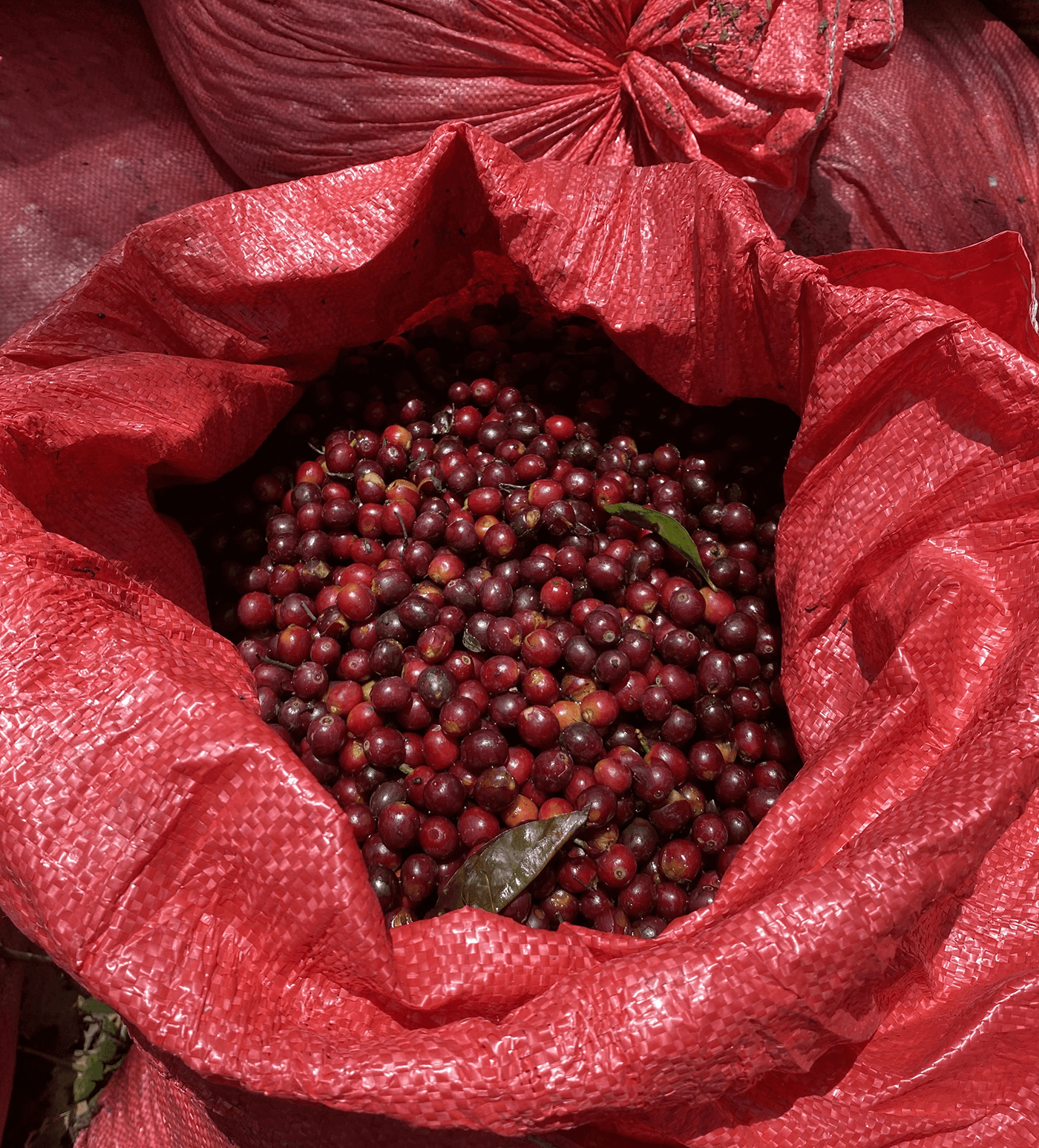 Verve Coffee Roasters - La Nueva Montana Natural Farmlevel Reserve - Producer Image