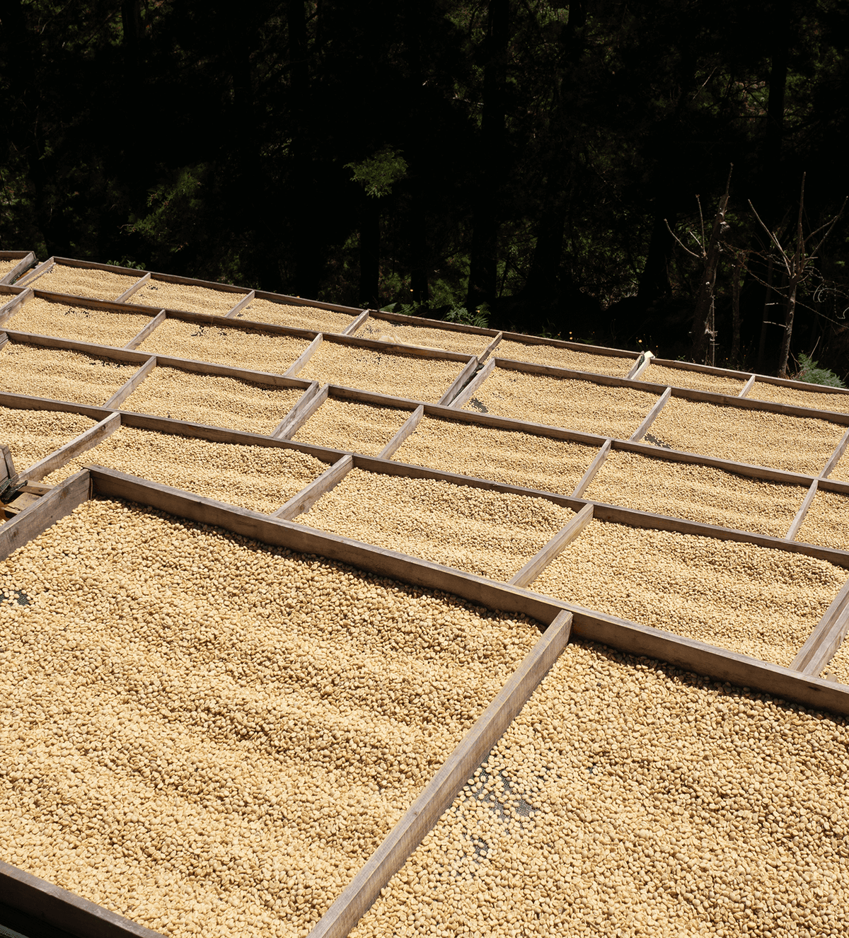 Verve Coffee Roasters - La Obediencia - Producer Image
