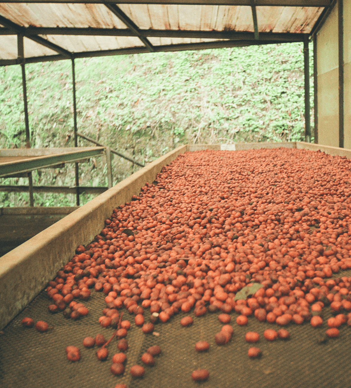 Verve Coffee Roasters - Lamastus Green Tip Gesha Farmlevel Reserve - Producer Image