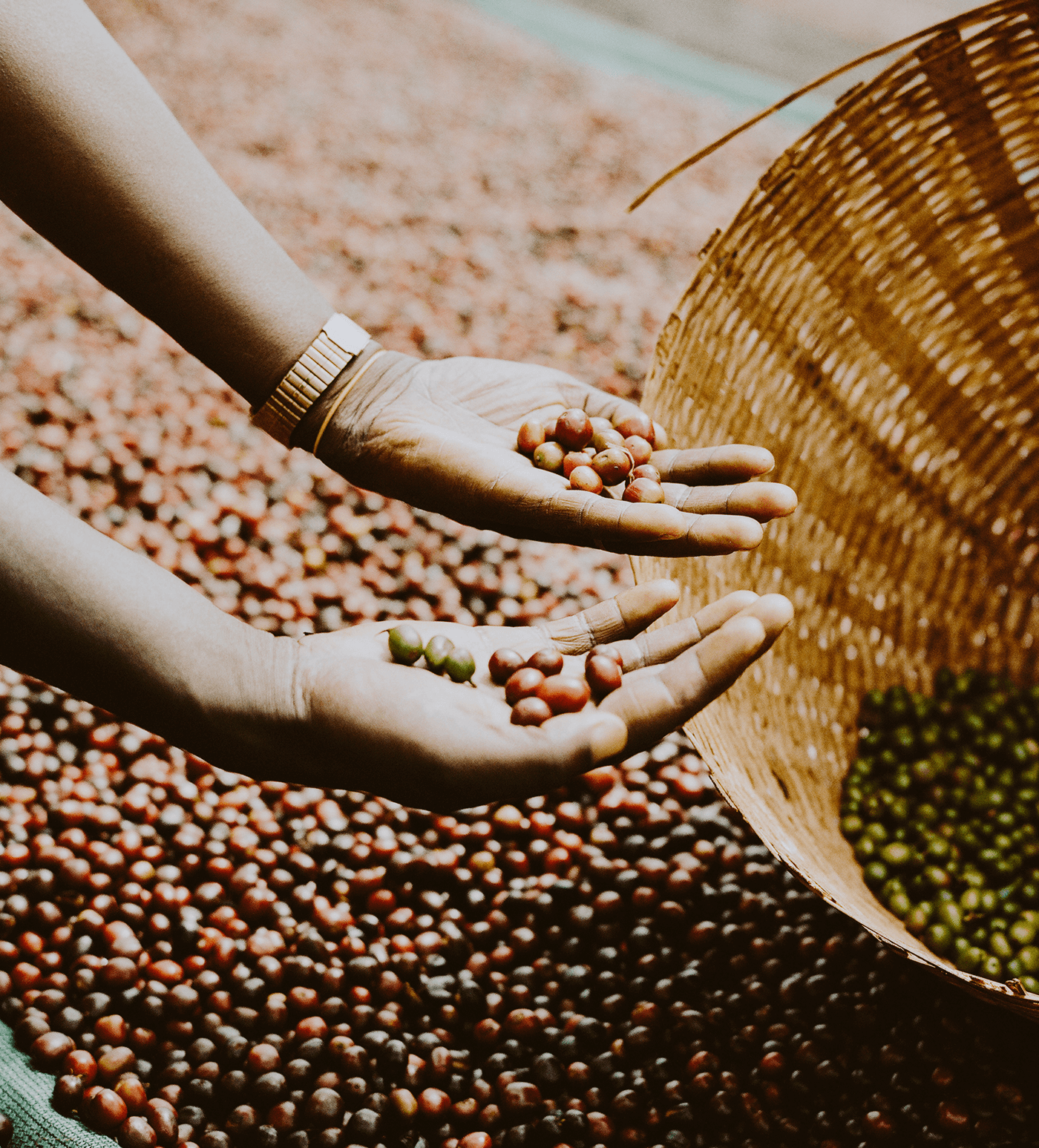Verve Coffee Roasters - Larrea Seasonal Blend - Producer Image