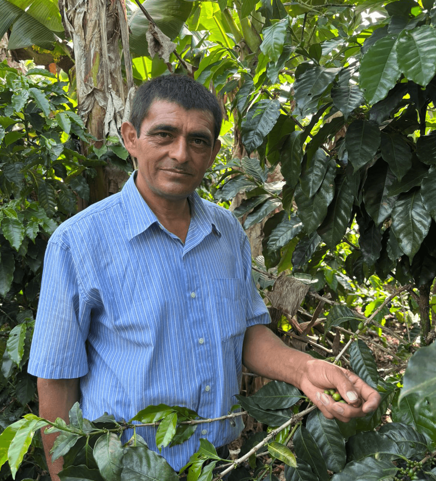 Verve Coffee Roasters - Leonicio Castellon - Producer Image