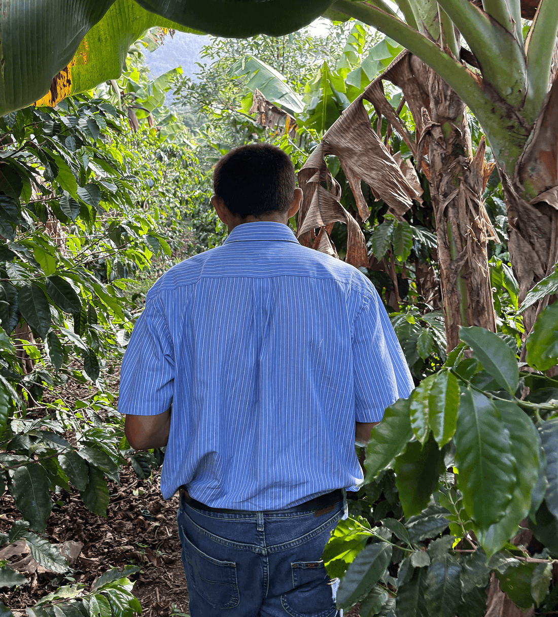 Verve Coffee | Archive | Honduras Leonicio Castellon | Single Origin