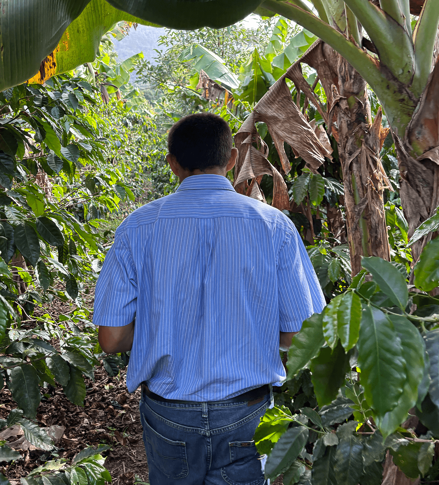 Verve Coffee Roasters - Leonicio Castellon - Producer Image
