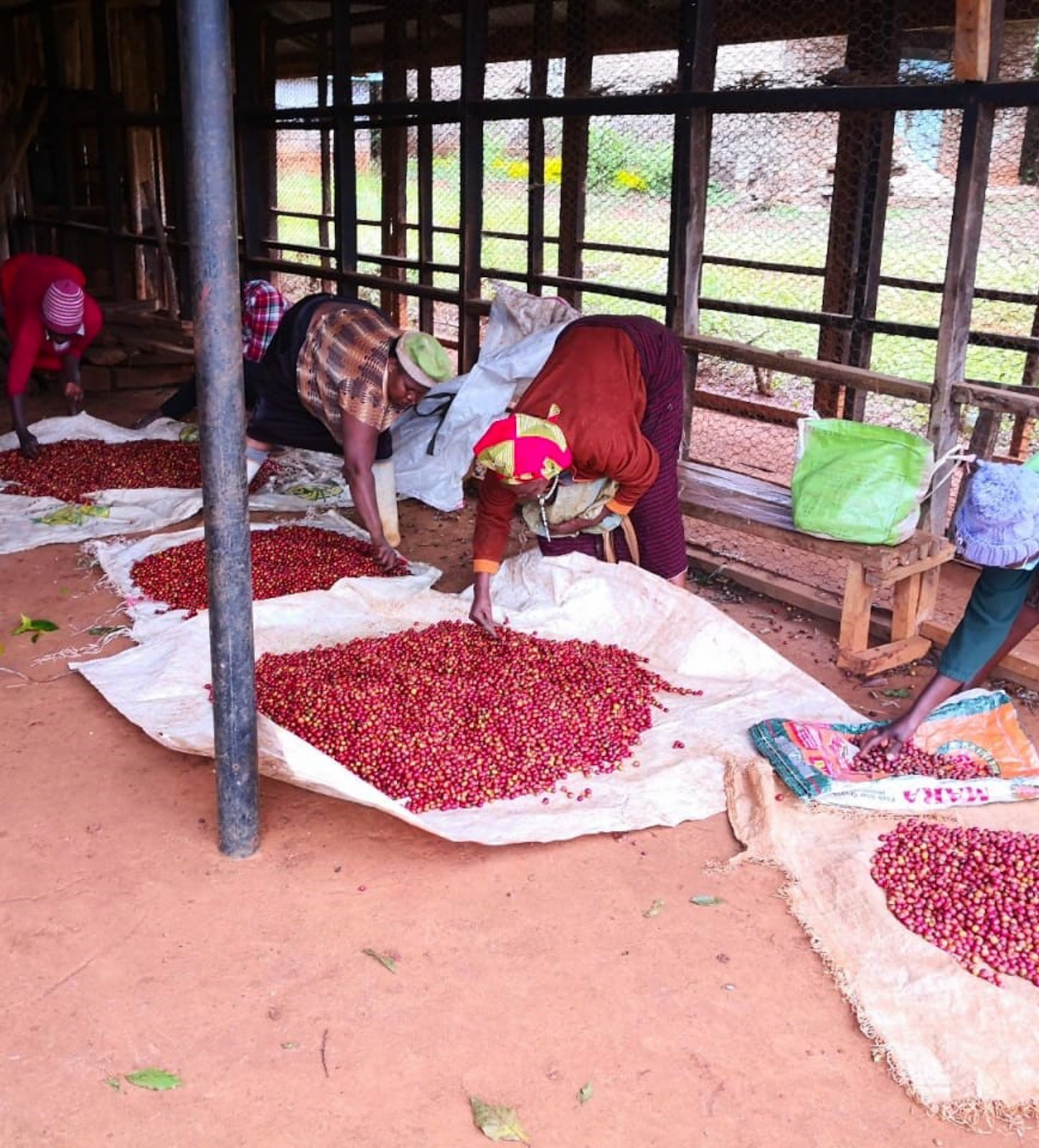 Maganjo Farmlevel photography sorting coffee cherries