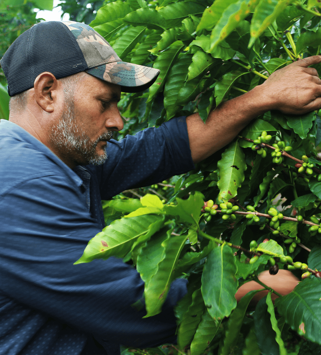 Verve Coffee | Archive | Honduras Martir Fernandez | Single Origin