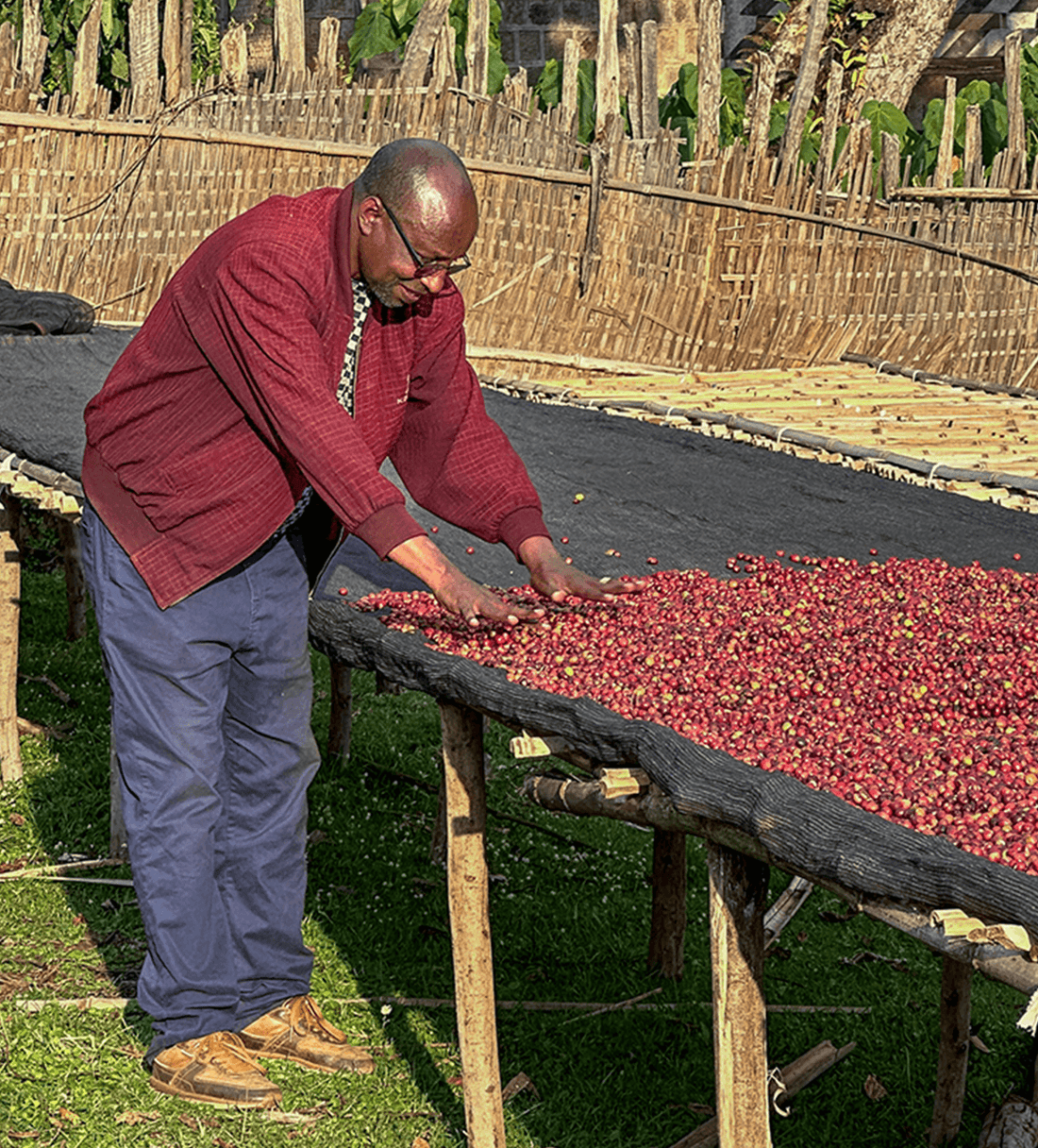 Verve Coffee | Archive | Ethiopia Mate Matiwos Natural | Single Origin