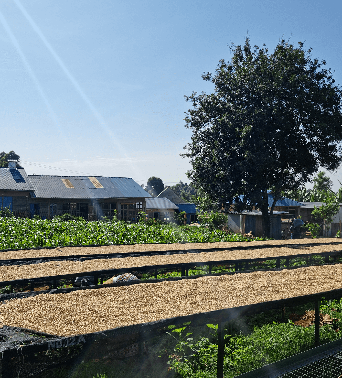 Verve Coffee Roasters - Privam Estate - Producer Image
