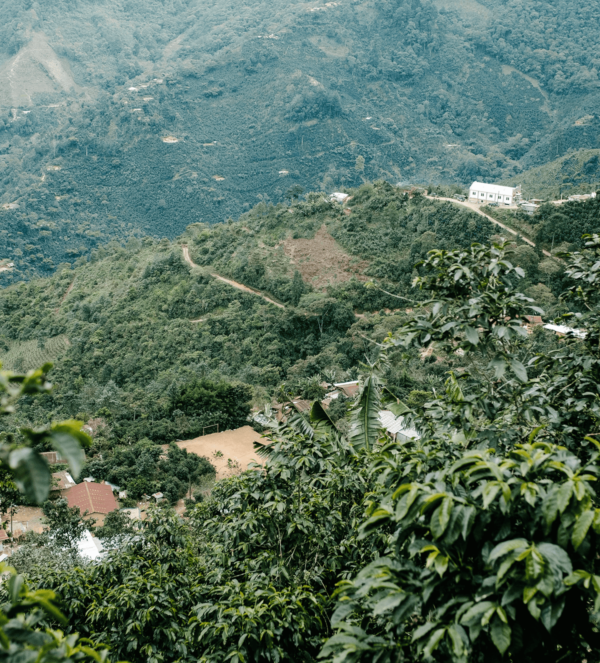 Verve Coffee Roasters - Bella Vista - Producer Image