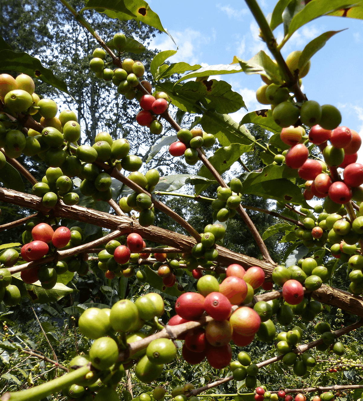 Verve Coffee Roasters - Rianjagi AA - Producer Image
