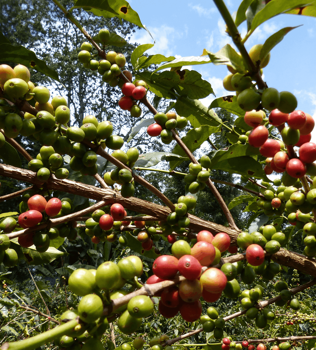 Verve Coffee | Archive | Kenya Rianjagi AA | Single Origin