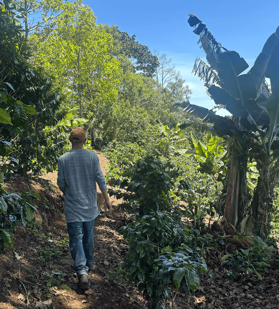 Verve Coffee | Archive | Honduras Roberto Miranda | Single Origin