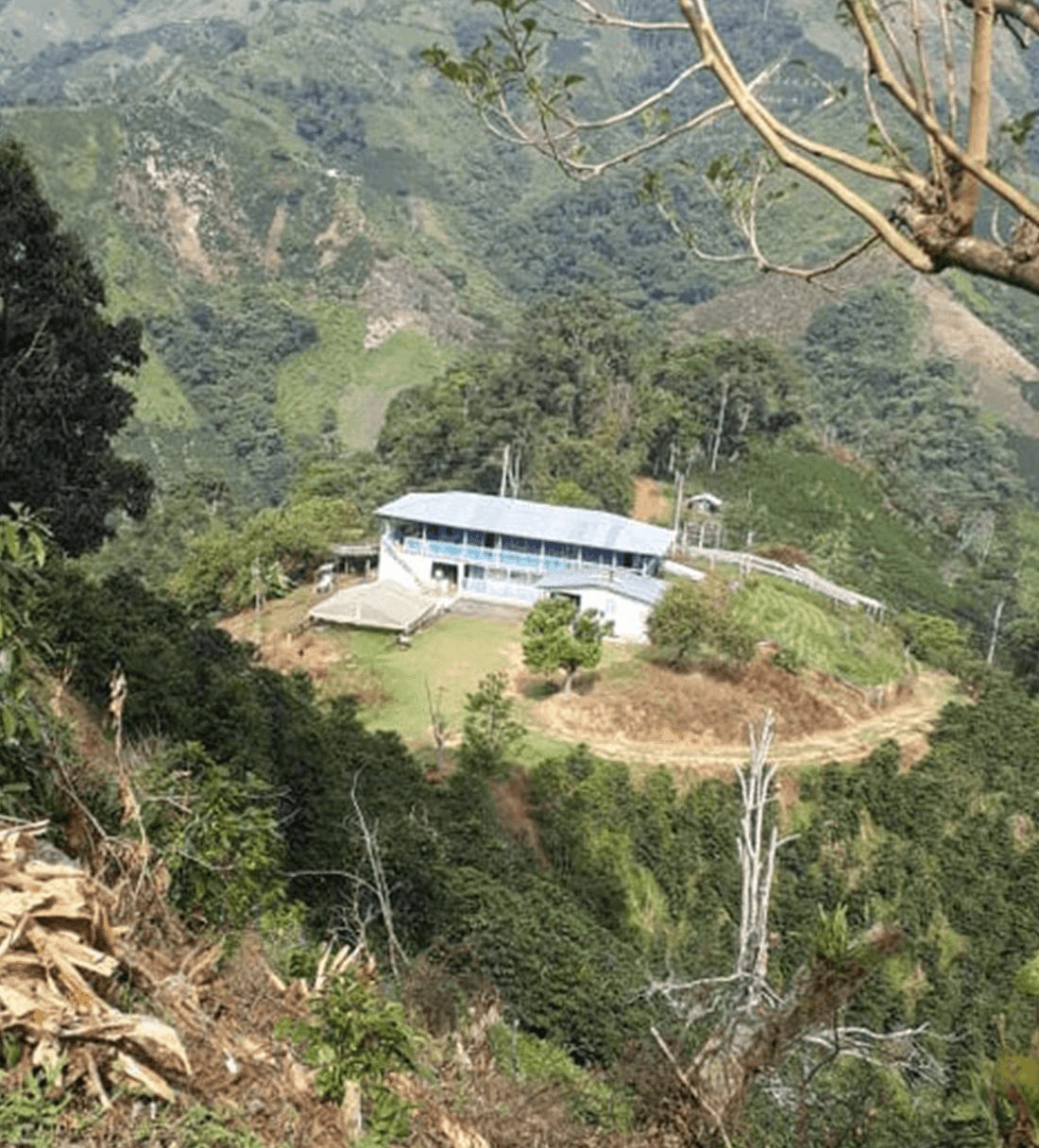 Verve Coffee | Colombia Saldaña Highlands | Single Origin | USDA