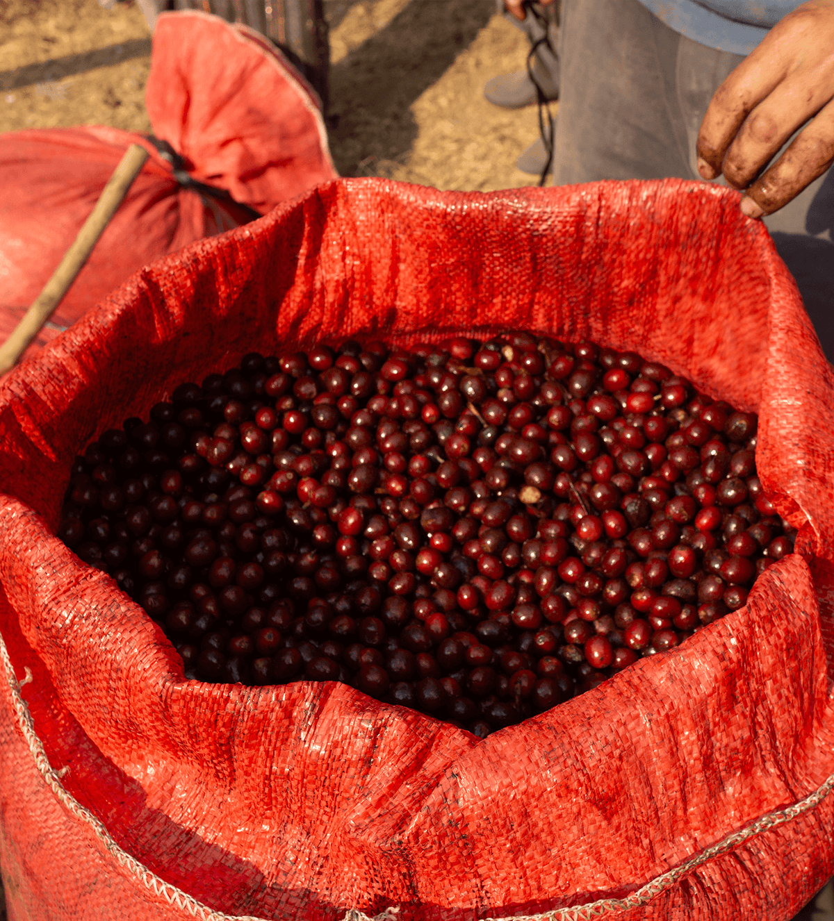 Verve Coffee Roasters - Santa Clara - Producer Image