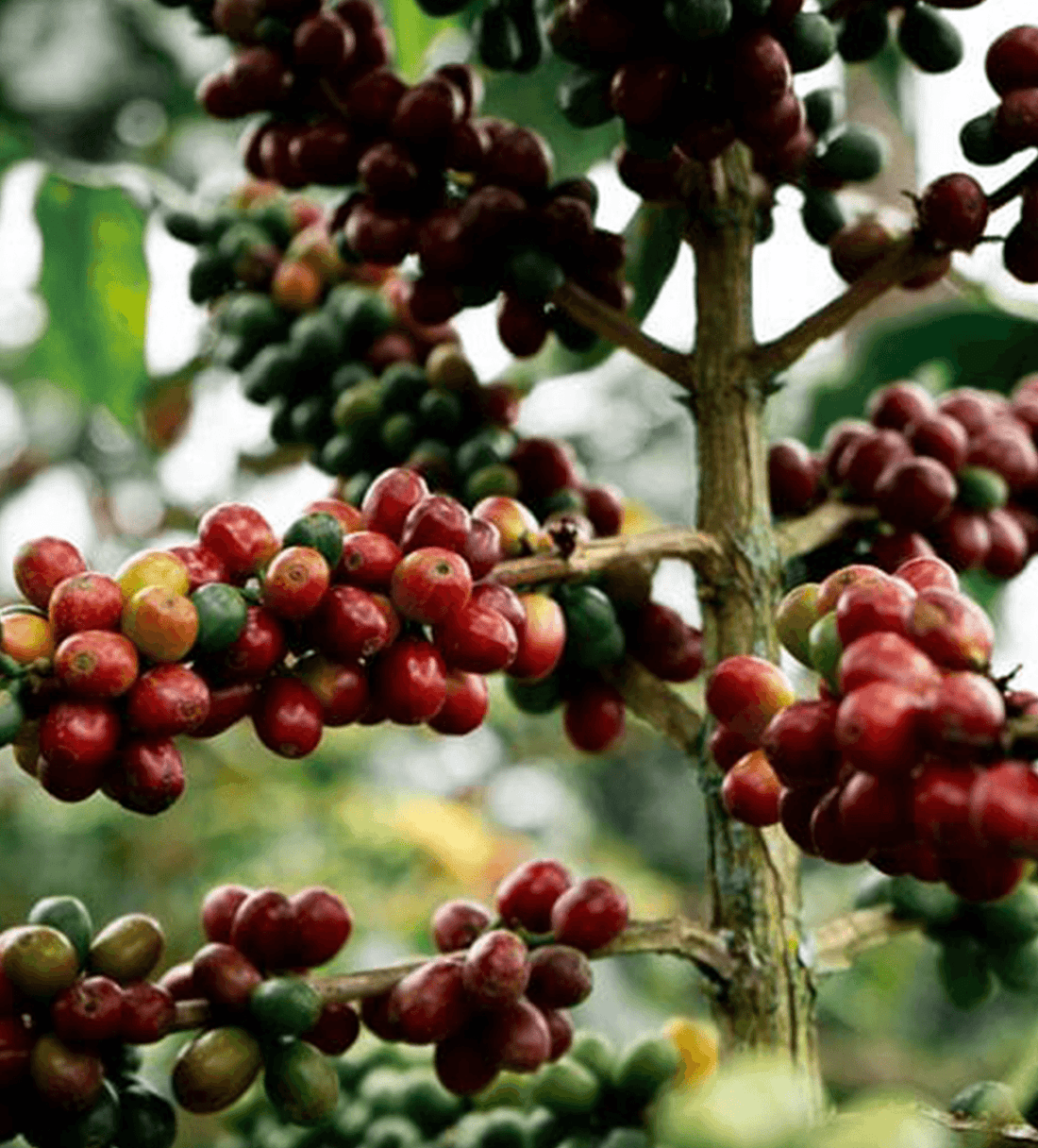 Verve Coffee | Colombia Sebastian Ramirez Purple Fruits