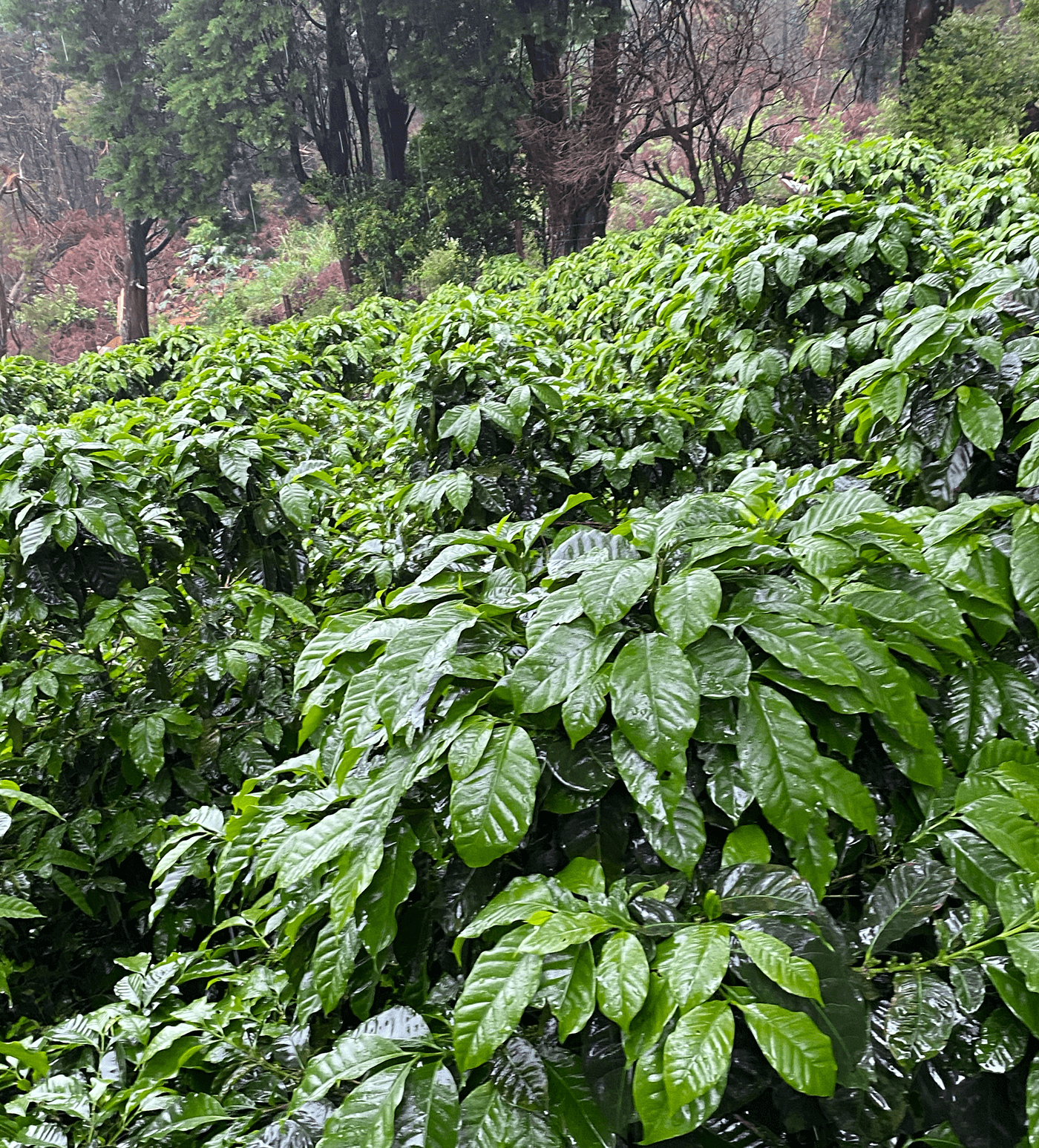 Verve Coffee Roasters - Sumava Lactico - Producer Image