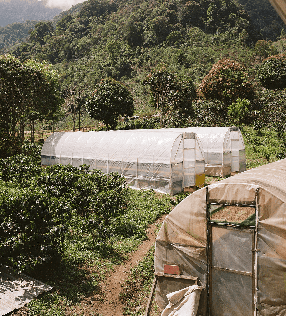 Verve Coffee Roasters - Yojoa - Producer Image
