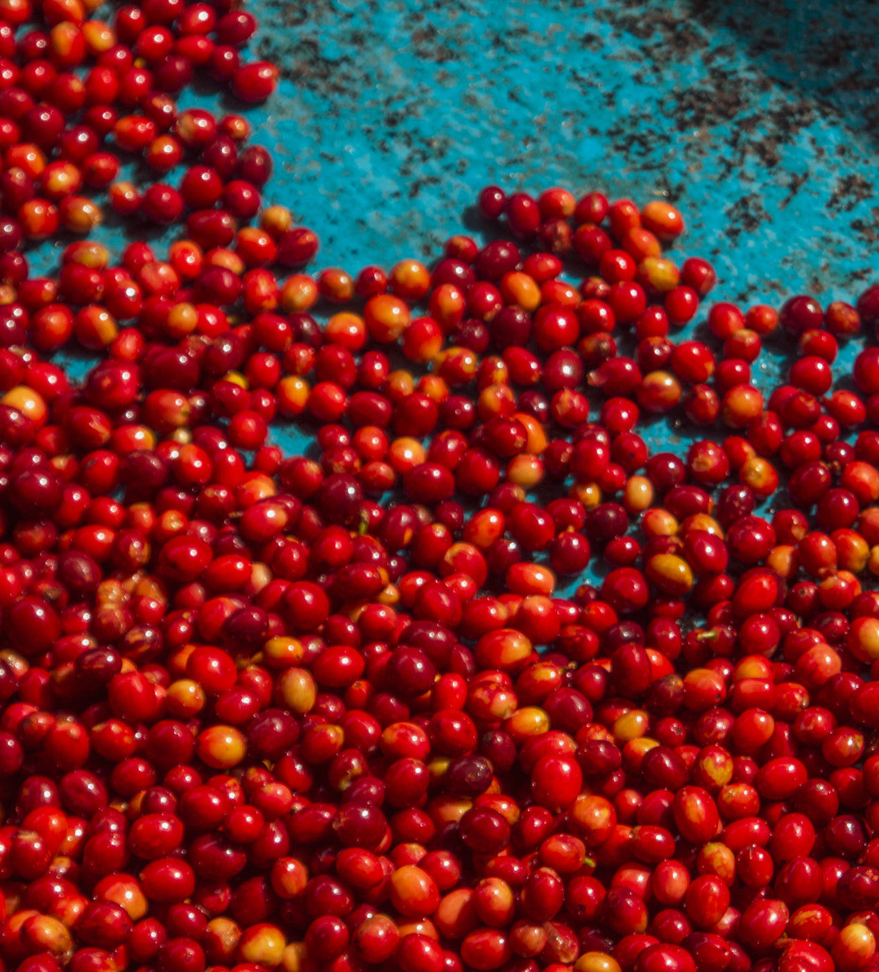 Isimbi Farmlevel Photography coffee cherries